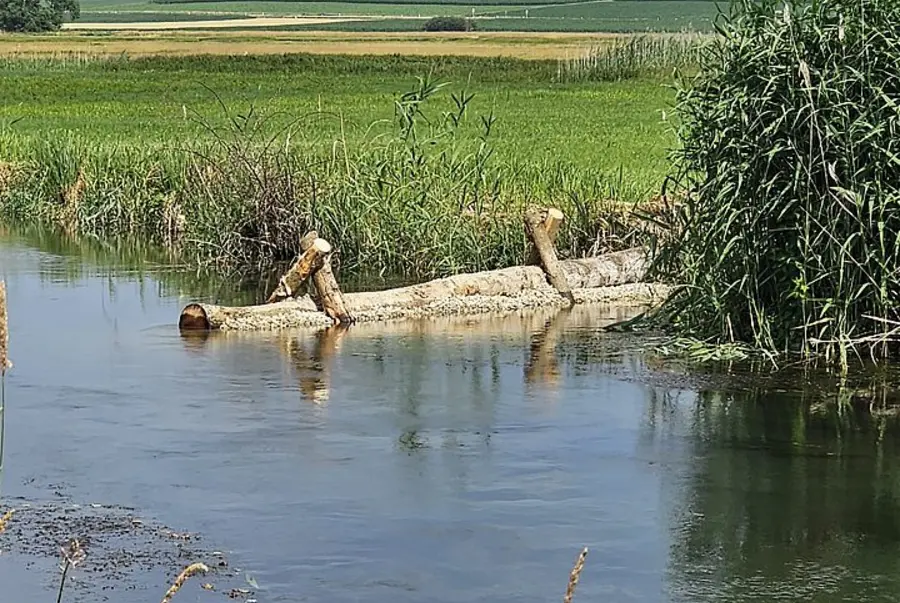 timber structures change the flow dynamics and enhance biodiversity in the Grosse Laber near Schierling, district of Regensburg