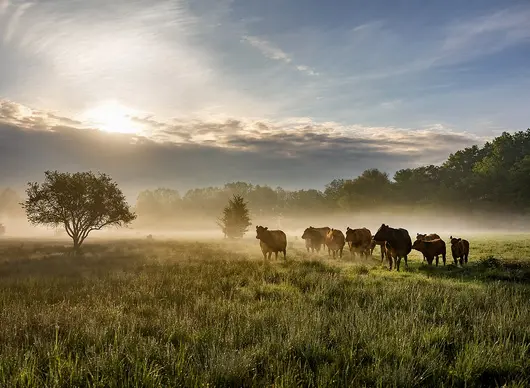 extensive cattle grazing in the Niederleierndorf nature reserve, district of Kelheim