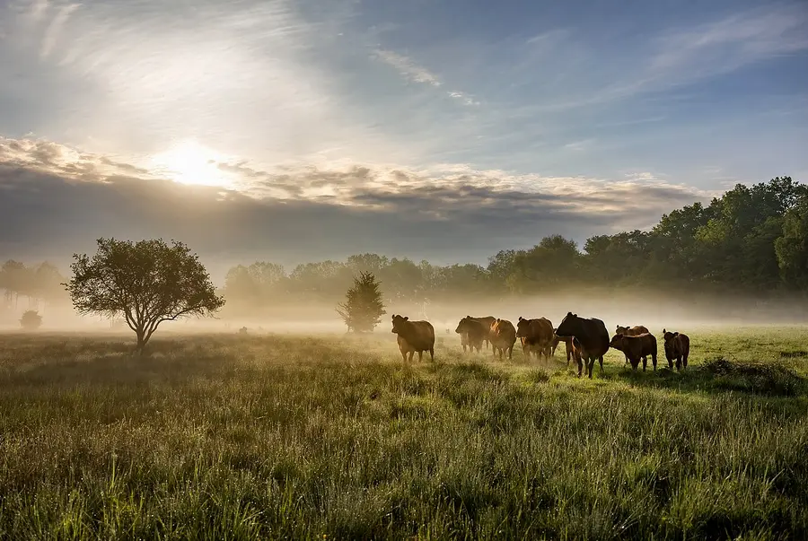 extensive cattle grazing in the Niederleierndorf nature reserve, district of Kelheim