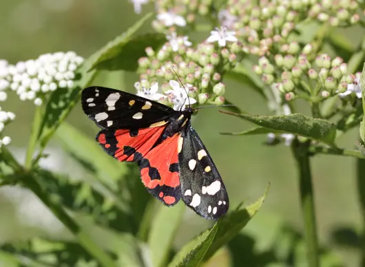 Ein Nachtfalter sitzt auf einer Blüte.